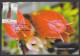 Inde India 2013 Maximum Max Card Himalayan Lantern, Flower, Flowers, Flora - Lettres & Documents