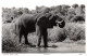 R332804 African Wild Life. Elephant. 848. The Elite Group. Pegas. 1968 - Wereld