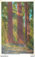 THE FREAT GIANT REDWOODS CALIFORNIA - Altri & Non Classificati