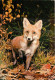 Animaux - Renards - Fox - CPM - Voir Scans Recto-Verso - Other & Unclassified