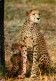 Animaux - Fauves - Guépard - Faune Africaine - Cheetah - CPM - Carte Neuve - Voir Scans Recto-Verso - Other & Unclassified