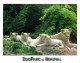 Animaux - Fauves - Lion - Zoo De Beauval - Makalali Femelle Lion Blanc Et Ses Quatre Petits Nés à Beauval - CPM - Carte  - Leeuwen