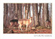 Animaux - Cervidés - Haute Marne - Cerf Et Biches - CPM - Carte Neuve - Voir Scans Recto-Verso - Sonstige & Ohne Zuordnung