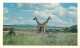 Animaux - Girafes - Collection Safari Prisunic - Carte Neuve - CPM - Voir Scans Recto-Verso - Giraffes