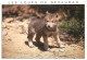 Animaux - Loups - Les Loups Du Gévaudan - Parc De Sainte Lucie à Marvejols - Louveteau - Zoo - Wolf - Lobo - CPM - Flamm - Other & Unclassified