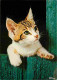 Animaux - Chats - Chatons - CPM - Voir Scans Recto-Verso - Chats