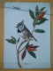 KOV 506-29 -  BIRD, OISEAU, PEINTING TRECHSLIN, PARUS CRISTATUS, MESANGE HUPPEE - Oiseaux