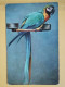 KOV 506-29 -  BIRD, OISEAU, PARROT, PERROQUET - Uccelli