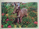 KOV 506-29 -  DONKEY, ANE,  - Donkeys