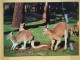 KOV 506-27 - Kangourou, Kangaroo, Australia - Autres & Non Classés