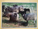 KOV 506-26 - SHEEP, MOUTON, OLAND, SWEDEN - Sonstige & Ohne Zuordnung