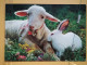 KOV 506-26 - RABBIT, LAPIN, SHEEP, MOUTON - Andere & Zonder Classificatie