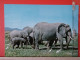 KOV 506-24 - ELEPHANT - Elephants