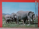 KOV 506-24 - ELEPHANT - Elefanti