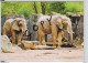 Afrikanischer Elefant - Loxodonta Africana - Zoo Duisburg - Elefanten