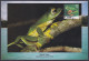 Inde India 2012 Maximum Max Card Venated Gliding Frog, Frogs, Indian Biodiversity, Flower, Flowers - Cartas & Documentos