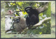 Inde India 2012 Maximum Max Card Hoolock Gibbon, Monkey, Indian Biodiversity, Tree, Trees, Wildlife, Wild Animals - Brieven En Documenten