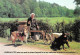 Delcampe - ¤¤  -   LE MOLAY-LITTRY   -  Lot De 6 Cartes D'Attelage De Chiens  -  Voiture à Chien     -  ¤¤ - Autres & Non Classés