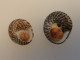 Gibbula Umbilicalis (x2) Atlantique (La Tranche Sur Mer) 13,3 Et 13,5mm F+++ WO N8 - Seashells & Snail-shells