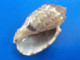 Harpa Amouretta Madagascar (Tuléar) 46,4mm GEM N1 - Schelpen