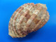 Harpa Ventricosa Madagascar (Tuléar) 77,9mm GEM N1 - Seashells & Snail-shells