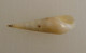 Terebra Hectica Quasi Albinos Indonésie (Lombok) 24,5mm F+++ N2 - Seashells & Snail-shells