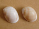 Polinices Melanostomus (x2) Océan Indien (Rodrigues) Po2 - Seashells & Snail-shells