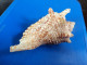 Strombus Gallus Martinique (Ste-Anne) 142mm GEM WO N22 - Seashells & Snail-shells