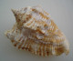 Strombus Raninus  Martinique 69,4mm Trouvé Vivant GEM N5 - Seashells & Snail-shells