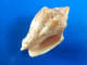 Voluta Musica Trouvé Vivant Martinique (Cap Chevalier) 49mm F+++ N23 - Seashells & Snail-shells