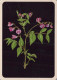 FLOWERS Vintage Postcard CPSM #PAR513.A - Flowers