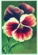 FLEURS Vintage Carte Postale CPSM #PBZ597.A - Blumen