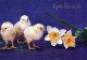 EASTER CHICKEN Vintage Postcard CPSM #PBO931.A - Easter