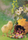 PASQUA POLLO UOVO Vintage Cartolina CPSM #PBO838.A - Ostern