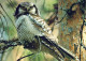 VOGEL Tier Vintage Ansichtskarte Postkarte CPSM #PAN266.A - Birds