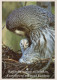 PÁJARO Animales Vintage Tarjeta Postal CPSM #PAN258.A - Vögel