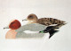 BIRD Animals Vintage Postcard CPSM #PAN202.A - Vögel