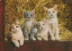 KATZE MIEZEKATZE Tier Vintage Ansichtskarte Postkarte CPSM #PAM590.A - Cats