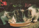 CAT KITTY Animals Vintage Postcard CPSM #PAM391.A - Cats