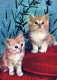 GATTO KITTY Animale Vintage Cartolina CPSM #PAM298.A - Cats