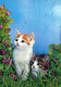 GATTO KITTY Animale Vintage Cartolina CPSM #PAM313.A - Chats