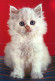 GATTO KITTY Animale Vintage Cartolina CPSM #PAM163.A - Gatti
