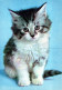 CAT KITTY Animals Vintage Postcard CPSM #PAM081.A - Gatti