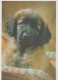 HUND Tier Vintage Ansichtskarte Postkarte CPSM #PAN826.A - Hunde