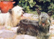 PERRO Animales Vintage Tarjeta Postal CPSM #PAN653.A - Dogs