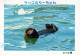 OTTER Tier Vintage Ansichtskarte Postkarte CPSM #PBS904.A - Sonstige & Ohne Zuordnung