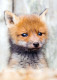 FOX Animals Vintage Postcard CPSM #PBS800.A - Autres & Non Classés