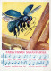 INSETTO Animale Vintage Cartolina CPSM #PBS502.A - Insectes