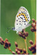 MARIPOSAS Animales Vintage Tarjeta Postal CPSM #PBS461.A - Papillons