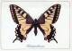 MARIPOSAS Animales Vintage Tarjeta Postal CPSM #PBS431.A - Butterflies